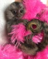 ADORABLE BABY MARMOSET MONKEYS READY NOW!